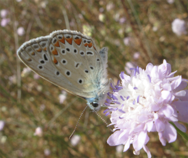 Lepidotteri del Parco dei Gessi Bolognesi